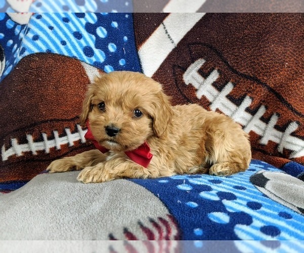 Medium Photo #4 Cocker Spaniel-Poodle (Miniature) Mix Puppy For Sale in PEACH BOTTOM, PA, USA