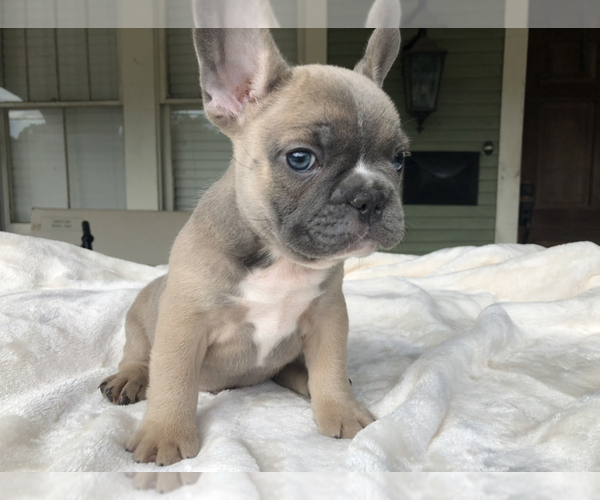 Medium Photo #1 French Bulldog Puppy For Sale in GRETNA, LA, USA