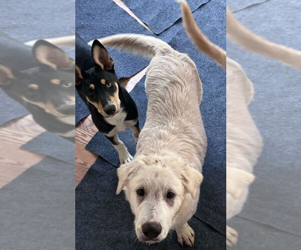 Medium Photo #1 Great Pyrenees-Unknown Mix Puppy For Sale in FRAMINGHAM, MA, USA