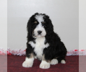 Bernedoodle Puppy for sale in PEACH BOTTOM, PA, USA