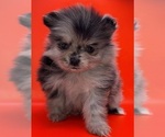 Small #15 Pomeranian