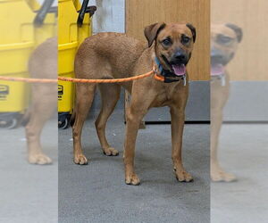 German Shepherd Dog-Unknown Mix Dogs for adoption in Forestville, MD, USA