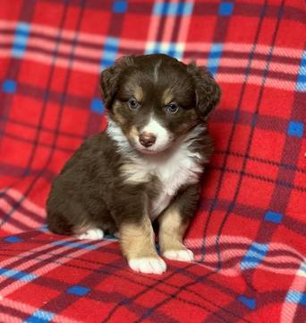Medium Photo #8 Miniature American Shepherd Puppy For Sale in BONAIRE, GA, USA