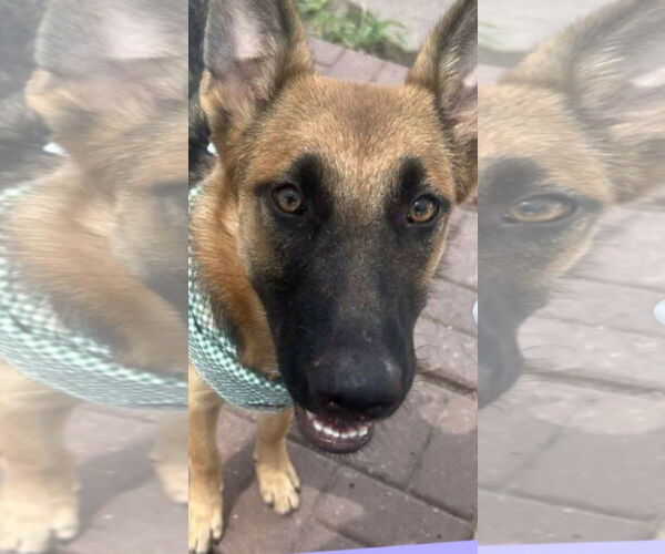 Medium Photo #1 German Shepherd Dog Puppy For Sale in Kankakee, IL, USA