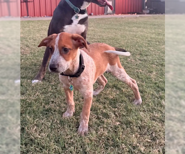 Medium Photo #3 Black Mouth Cur-Unknown Mix Puppy For Sale in McKinney, TX, USA