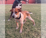 Small #2 Black Mouth Cur Mix