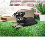 Small #8 Schnauzer (Miniature)