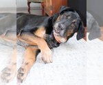 Small Photo #7 Coonhound Puppy For Sale in Boonton, NJ, USA