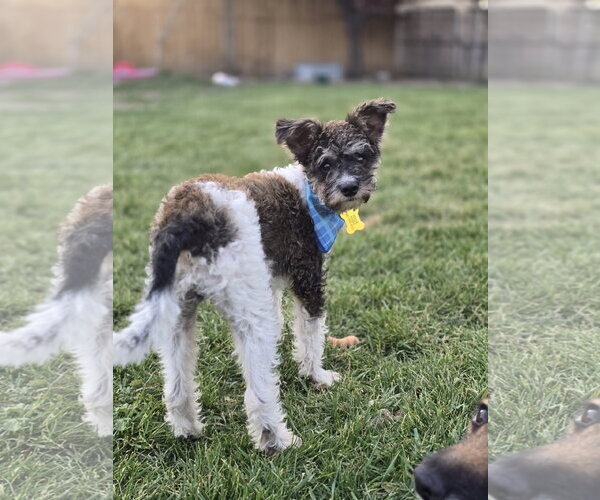 Medium Photo #3 Poodle (Miniature)-Unknown Mix Puppy For Sale in Sandy, UT, USA