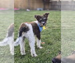 Small #2 Poodle (Miniature) Mix