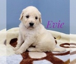 Small Photo #8 English Cream Golden Retriever-Poodle (Standard) Mix Puppy For Sale in CEDAR GAP, MO, USA