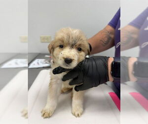 Golden Retriever-Unknown Mix Dogs for adoption in Corpus Christi, TX, USA