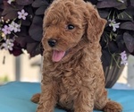 Small Photo #17 Poodle (Toy) Puppy For Sale in GOSHEN, IN, USA