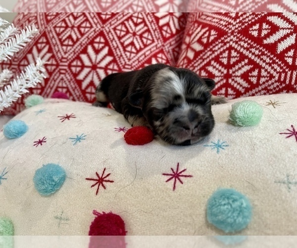 Medium Photo #9 French Bulldog Puppy For Sale in MYRTLE BEACH, SC, USA