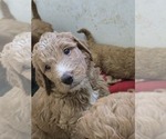 Small #5 Goldendoodle