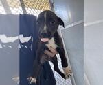 Small American Pit Bull Terrier