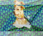 Brisket - Male Catahoula Leopard Dog-Unknown Mix Dog for Adoption - Small photo