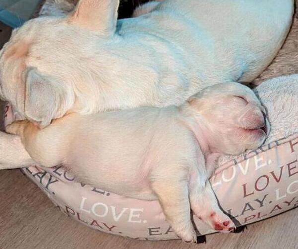 Medium Photo #3 French Bulldog Puppy For Sale in CONROE, TX, USA