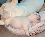 Small #2 French Bulldog