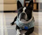 Small Boston Terrier