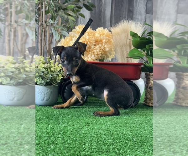 Medium Photo #2 Miniature Pinscher Puppy For Sale in CANOGA, NY, USA