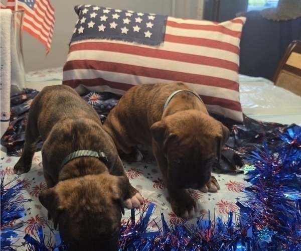 Medium Photo #11 Boxer Puppy For Sale in FORT MYERS, FL, USA
