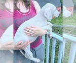 Small Photo #77 Great Dane Puppy For Sale in SPRAGGS, PA, USA
