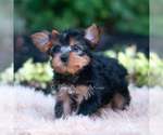 Small Photo #24 Yorkshire Terrier Puppy For Sale in WARSAW, IN, USA