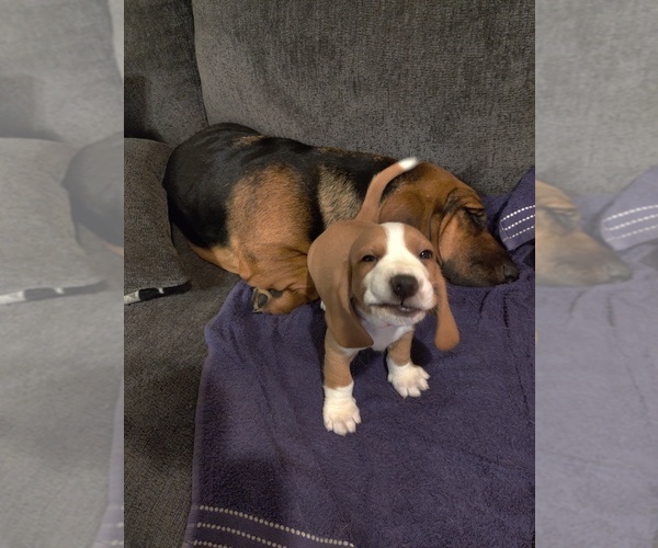Medium Photo #6 Bagle Hound-Basset Hound Mix Puppy For Sale in CENTRALIA, WA, USA