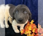 Small Photo #45 Newfoundland Puppy For Sale in AURORA, IN, USA