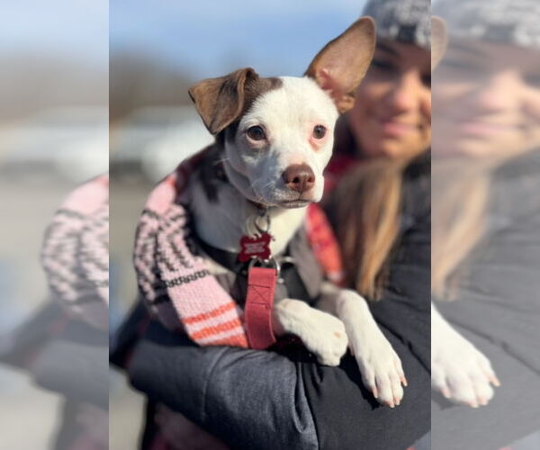 Medium Photo #7 Rat-Cha Puppy For Sale in Grafton, WI, USA