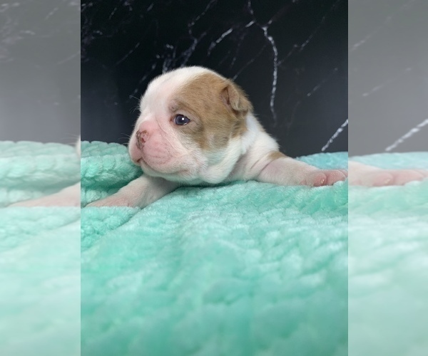 Medium Photo #64 Boston Terrier Puppy For Sale in TULARE, CA, USA