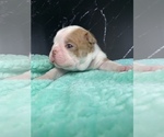 Small Photo #64 Boston Terrier Puppy For Sale in TULARE, CA, USA
