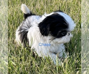 Shih Tzu Puppy for sale in SILEX, MO, USA