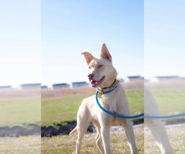 Medium Photo #2 Collie-Unknown Mix Puppy For Sale in Sandy, UT, USA