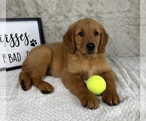 Medium Photo #4 Golden Retriever Puppy For Sale in FRANKLIN, IN, USA