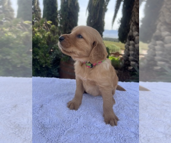 Medium Photo #3 Golden Retriever Puppy For Sale in GREENFIELD, CA, USA