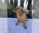 Small #2 Golden Retriever