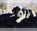 Puppy 3 Shih Tzu