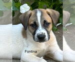 Small Labrador Retriever Mix