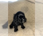 Puppy Sobee Cocker Spaniel