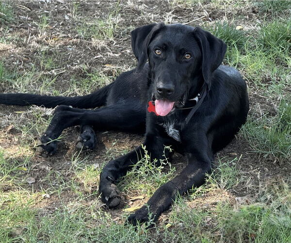 Medium Photo #11 German Shorthaired Lab Puppy For Sale in San Diego, CA, USA