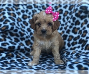 Cocker Spaniel-Poodle (Miniature) Mix Puppy for sale in LAKELAND, FL, USA