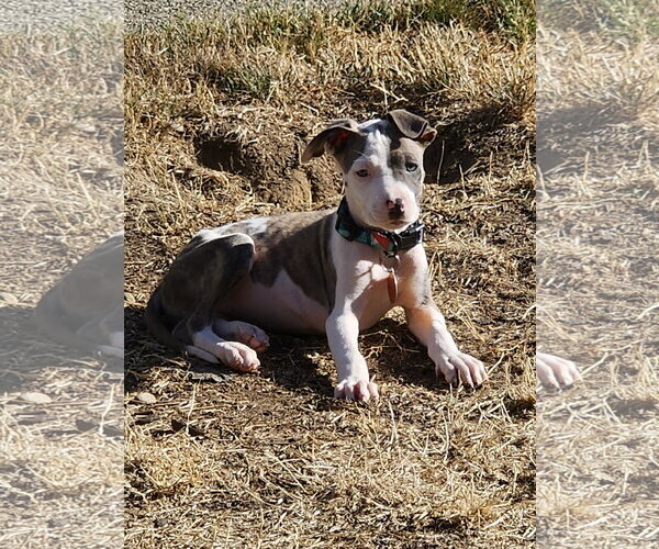Medium Photo #3 Mutt Puppy For Sale in Bellevue, WA, USA