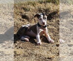 Small #2 Mutt