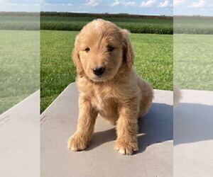 Goldendoodle Puppy for sale in NICKELSVILLE, VA, USA