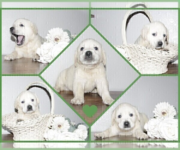 Medium Photo #3 English Cream Golden Retriever-Labrador Retriever Mix Puppy For Sale in FORT COLLINS, CO, USA