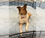 Small Photo #2 Collie Puppy For Sale in Chantilly, VA, USA