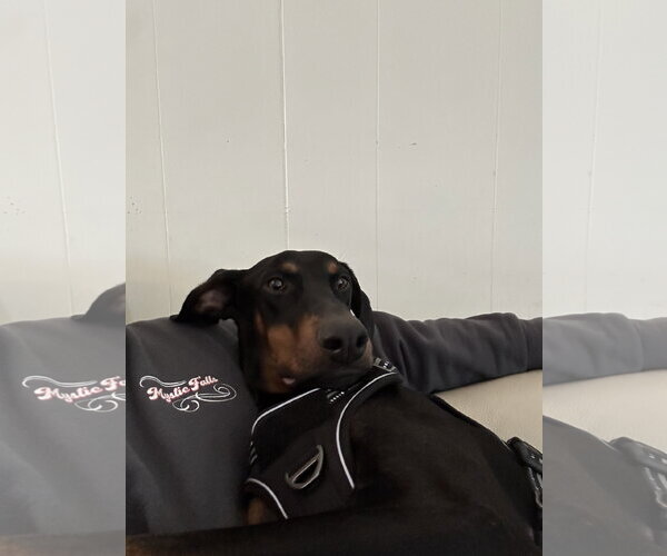 Medium Photo #19 Doberman Pinscher Puppy For Sale in Buffalo, MN, USA