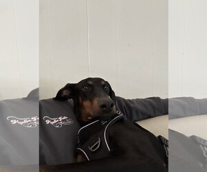 Klaus - Male Doberman Pinscher Dog for Adoption - Photo #19